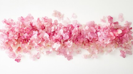Obraz premium Pink Hydrangea Petals on White Background