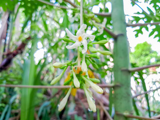 Papaya flowers get raindrops in the morning