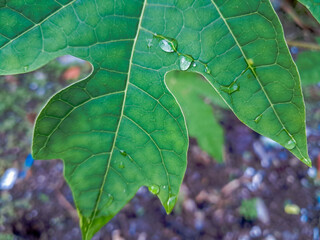 Background and texture of papaya leaves. Closeup of raindrops on papaya leaves