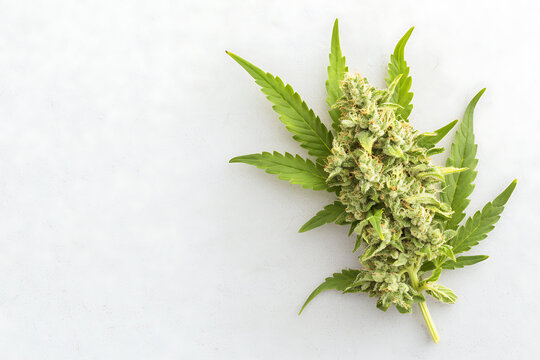 Harvesting cannabis buds indoor grow room botanical imagery controlled environment close-up marijuana cultivation