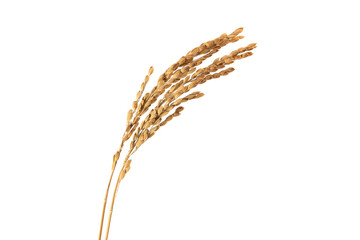 dried rice ears isolated on white background 