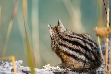 The yellow-pine chipmunk (Neotamias amoenus) is a species of order Rodentia in the family Sciuridae.  Thumb Geyser, Yellowstone National Park, Wyoming. Timothy (Phleum pratense)，timothy-grass, 