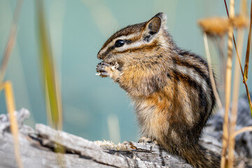The yellow-pine chipmunk (Neotamias amoenus) is a species of order Rodentia in the family Sciuridae.  Thumb Geyser, Yellowstone National Park, Wyoming. Timothy (Phleum pratense)，timothy-grass, 