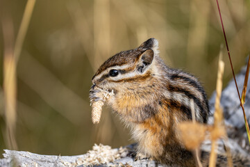 The yellow-pine chipmunk (Neotamias amoenus) is a species of order Rodentia in the family Sciuridae.  Thumb Geyser, Yellowstone National Park, Wyoming. Timothy (Phleum pratense)，timothy-grass, 