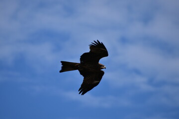 竹崎城展望台から撮影するトンビと青空