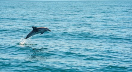 Striped Dolphin Leaping Gracefully Through Ocean Waves: A Stunning Wildlife Photography