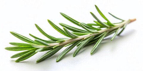 Fototapeta premium Minimalist Rosemary Sprig, Simple Herb Still Life Photography