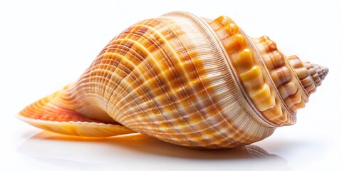 Obraz premium Minimalist Seashell Single Muschel on White Background - Simple Beach Photography