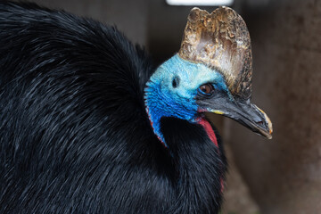 Close-up of a cassowary with vibrant blue skin and large casque
