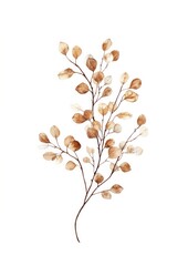 Eucalyptus or Pine Branche art illustration watercolor.
