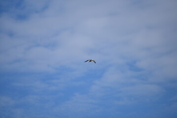 竹崎城展望台から撮影するカモメと青空