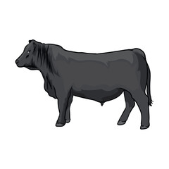 black angus with separate white background