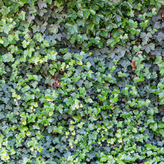 green leaves texture used as living fence nature background image
