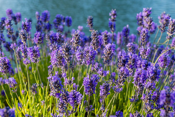 Naklejka premium Close-up lavender in a purple field on beautiful summer day landscape of British Columbia province with water background
