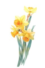 Daffodil Daffodils Illustration Watercolor 