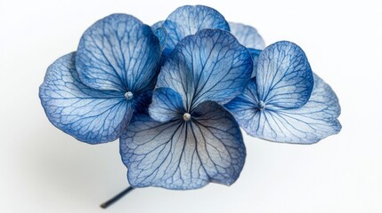 Elegant blue hydrangea blossom captured in intricate detail for floral design and decor inspiration