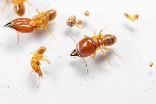 Close up of the Small termite in Petri dish glass for education in Laboratory.