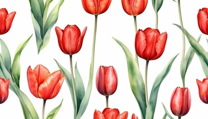 Fototapeta premium set of red tulips on a white background, showcasing a beautiful spring bouquet of flowers