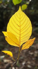 Yellow tree leaf, single leaves of fall season, autumn plants and flowers