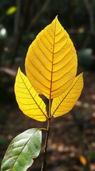 Obraz premium Yellow tree leaf, single leaves of fall season, autumn plants and flowers