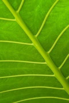Green caladium , taro leaf, giant alocasia leaf for nature background, wallpaper, desktop or design. Daun keladi atau daun talas