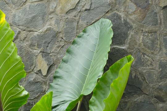 Green caladium , taro leaf, giant alocasia leaf for nature background, wallpaper, desktop or design. Daun keladi atau daun talas