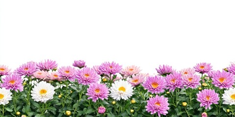 Fototapeta premium Chrysanthemum flower bushes daisies nature spring.