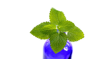 Lemon balm fresh leaves with essential oil bottle