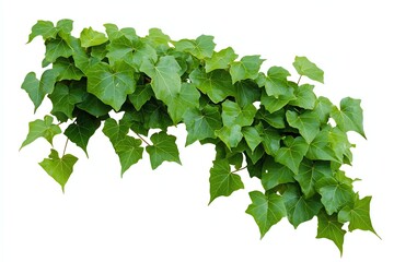 Fototapeta premium Green Ivy Branch Growing Lushly Isolated on White Background Studio Shot