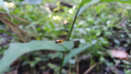 Dendrobium beetles are bright orange with large black spots on their wing covers. They have long black antenna, and wings hidden behind the patterned wing covers.