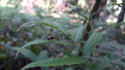 Dendrobium beetles are bright orange with large black spots on their wing covers. They have long black antenna, and wings hidden behind the patterned wing covers.