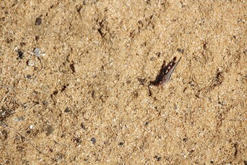 Bandwing Grasshopper (Oedipodinae) on sand, South Australia