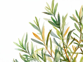 Obraz premium fresh rosemary on white background