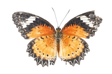 Collection of butterflies in Thailand for study in the biology laboratory.