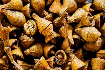 Eucalyptus seed group