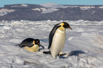 Fototapeta premium Emperor Penguins on the ice pack near Snow Hill in Antarctica