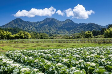 Lush Green Fields with Vegetables in the Foreground and Majestic Mountains Under a Bright Blue Sky with Fluffy Clouds in the Background