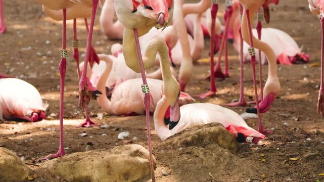 Flamingos in Kowloon Park Gathering