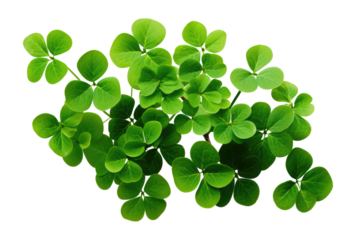 four leaf clover isolated on transparent background