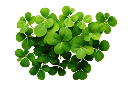 four leaf clover isolated on transparent background