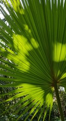 Sunlit Palm Leaf Fan