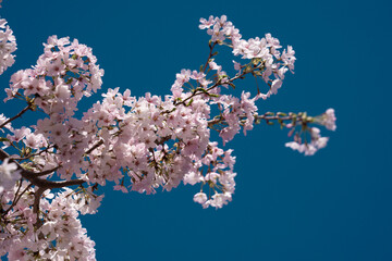 Sunny Spring Day. Spring background of branches of a blossoming tree on blue sky. Cherry blossoms trees in spring. White plum blossom, beautiful white flowers, plum branch. Bloom on branch.