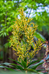 The beautiful flower of Dracaena angustifolia in the herb garden.