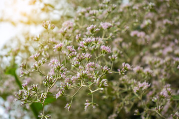The beautiful flower of Tarlmounia elliptica (also known as Vernonia elliptica) belongs to a climbing vine and herbaceous plant.