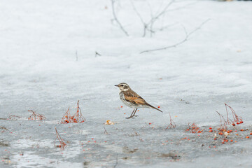 氷の上に立つツグミ