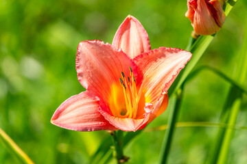 Fototapeta premium Close up of a single orange day lily, Hemerocallis fulva, in full bloom.