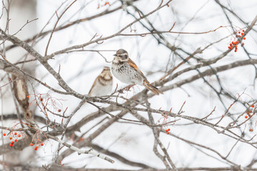 枝にとまったツグミ