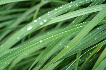 Raindrops clinging to the slender leaves of lemongrass (Cymbopogon citratus).