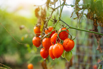 Raindrops resting beneath the cherry tomato, hanging from the tomato plant.