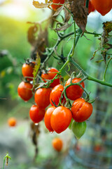 Raindrops resting beneath the cherry tomato, hanging from the tomato plant.
